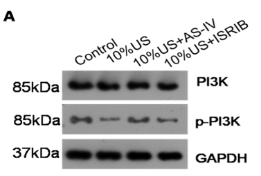 PI3K p85 alpha Antibody - Figure 7.