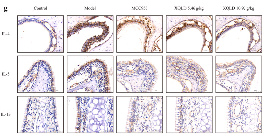 IL4 Antibody - Fig.