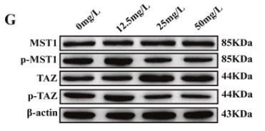 MSP/MST1 Antibody - Fig.