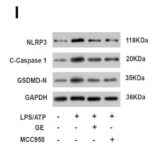GSDMD N-Terminal Antibody(Mouse specific) - Fig.