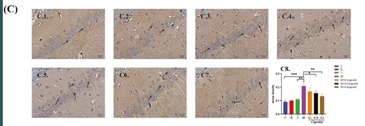 NMDAR2B Antibody - Figure 5.