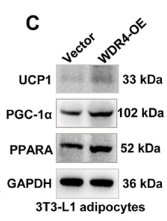 PPAR  alpha Antibody - Figure 2.
