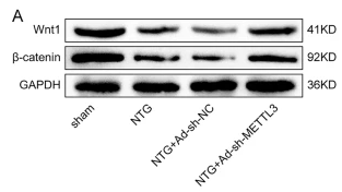 Wnt1 Antibody - Fig.