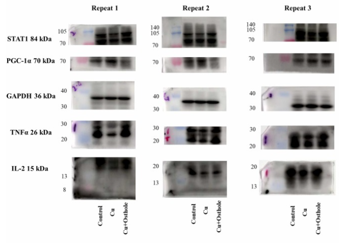 PGC1 Antibody - Fig.