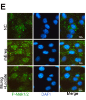 Phospho-MEK1/2 (Ser218+Ser222/Ser222+Ser226) Antibody - Fig.