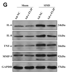 IL6 Antibody - Figure 5.