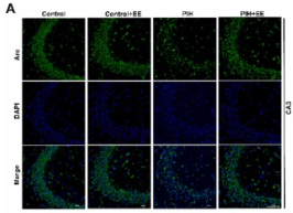 Arc Antibody - Fig.