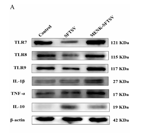 IL1 beta Antibody - FIGURE11 MENKupregulatedTLRinRAW264.