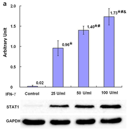 STAT1 Antibody - Figure 7.