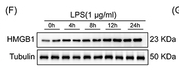 HMGB1 Antibody - Figure 1 HMGB1 is increased in the prostate of EAP mice.
