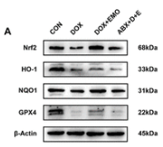 Phospho-DRP1 (Ser616) Antibody - Figure 2.