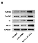 NLRP3 Antibody - Fig.