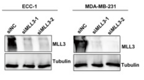 Tubulin beta Antibody - Figure 3 Pan-cancer prognostic significance of MLL3 mutation and copy-number variation (A) Dot plot depicting the prognostic impact of MLL3 mutations across cancers with at least 60 MLL3M samples (left).