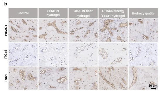 Piezo1 Antibody - Fig.