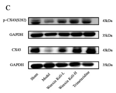 Phospho-Connexin 43 / GJA1 (Ser282) Antibody - FIGURE 6 Effects of Wenxin Keli and trimetazidine on Cx43 expression and its correlations with electrophysiological characteristics, ATP, and ATP5D in myocardial infarction-induced heart failure rats (A) IHC images of Cx43 expression, (B) ImageJ-quantified mean optical density of Cx43 positive expression (n = 4), (C–E) WB analyzed Cx43/p-Cx43(S282) levels, quantified via ImageJ (n = 6), (F,G) Correlation analysis of ATP5D, ATP, and p-Cx43(S282) data.