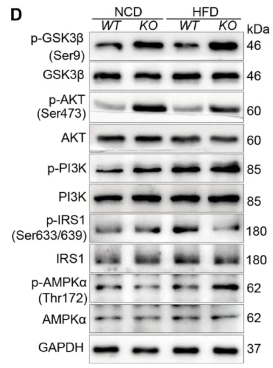 AMPK alpha Antibody - Fig.