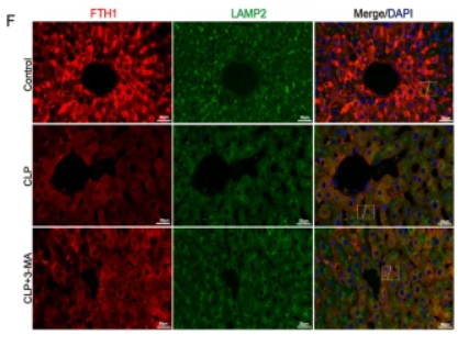 LAMP2 Antibody - Fig.