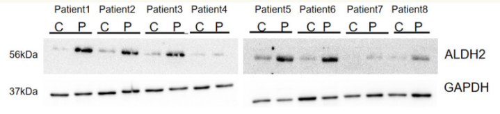 GAPDH Antibody - Figure 3.