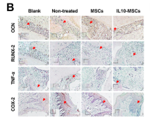 Osteocalcin Antibody - FIGURE 3 MSCs and IL-10-MSCs inhibited the fibre destruction and inflammatory response, and activated M2 macrophages in periodontitis rats.