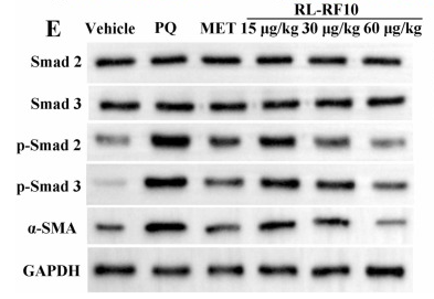 Smad2 Antibody - Fig.