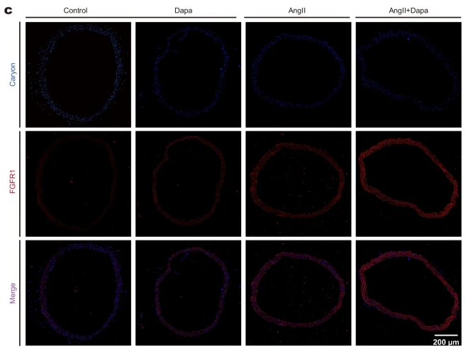 FGFR1 Antibody - Fig.