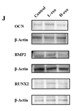 BMP2 Antibody - Fig.