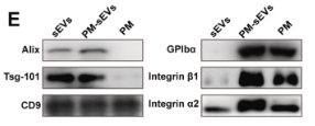 CD42b Antibody - Fig.