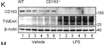 TWEAK Antibody - Fig.