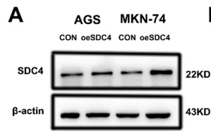 Syndecan 4 Antibody - Fig.