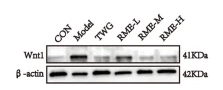 Wnt1 Antibody - Fig.