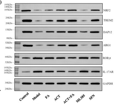 TYROBP Antibody - Figure 5 ACT combined with FA modulates microglial polarization via Nrf2 activation and RORγt/IL-17AR Signaling.