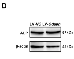 Alkaline Phosphatase Antibody - Fig 1.