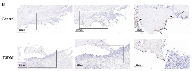NPY Antibody - Fig.