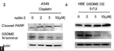 Cleaved-PARP (Asp214) Antibody - Figure 4 Inhibition of MDM2 switches pyroptosis to apoptosis in A549 and GSDME-overexpressing HBE cells.