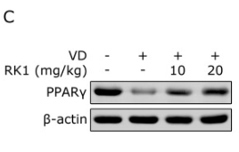 PPAR gamma Antibody - Fig.