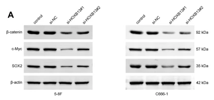 c-Myc Antibody - Fig.