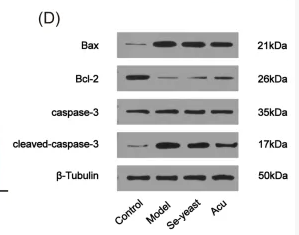 Cleaved-Caspase 3 (Asp175), p17 Antibody - Figure 2 Acu attenuates thyroid apoptosis in EAT rats.