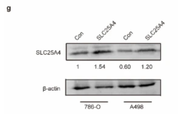 beta Actin Antibody - Fig.