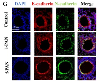 E-cadherin Antibody - Fig.