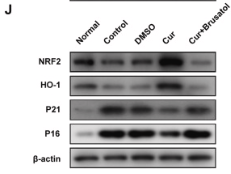 Nrf2 Antibody - Fig.
