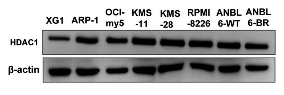 HDAC1 Antibody - Supplementary Figure S1.