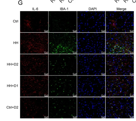 AIF1/IBA1 Antibody - Fig.