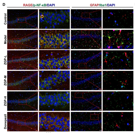 AGER/RAGE Antibody - Fig.
