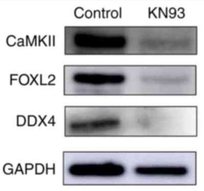 GAPDH Antibody - Figure 2 - Western blotting for the 17.