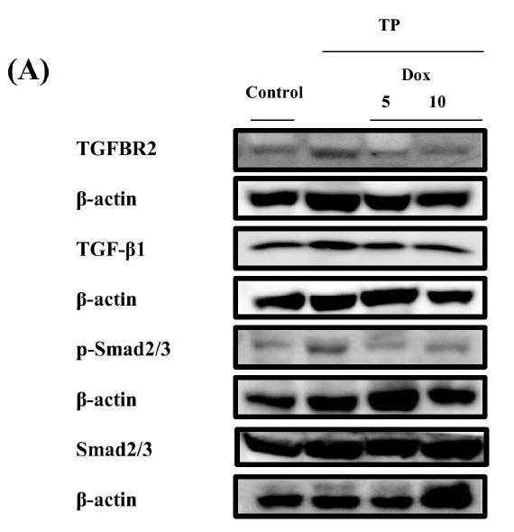 Smad2/3 Antibody - Fig.