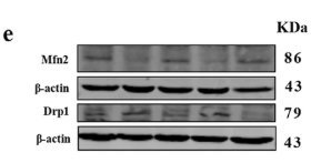 DRP1 Antibody - Fig.