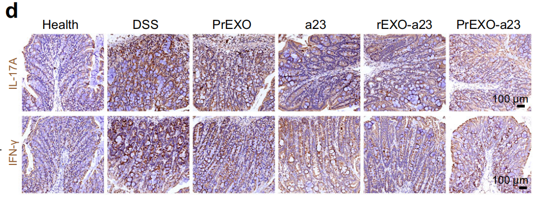 Interferon gamma Antibody - Fig.