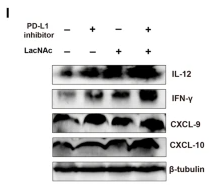 beta-Tubulin Antibody - Fig.