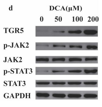 JAK2 Antibody - FIGURE 4.