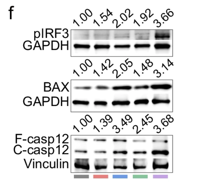 Phospho-IRF3 (Ser396) Antibody - Fig.